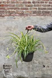 Image result for Chlorophytum lancifolium