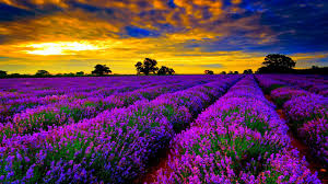 69 Nice Desktop Backgrounds We have 73+ amazing background 1920x1080 customize your pc desktop background collection with this one, a high resolution of green nature wallpaper for.