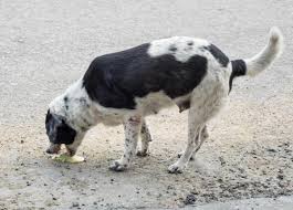 Said to treat as acid reflux. Why Is My Dog Throwing Up Green Bile Causes And Treatment