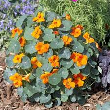 Image result for Nasturtium