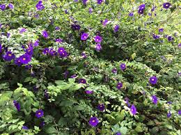 Image result for Thunbergia laborans
