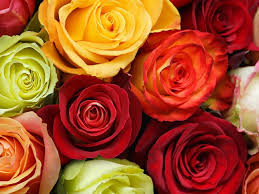 Select from premium rose flower of the highest quality. Wallpaper Flowers Roses Background 1920x1080 Full Hd 2k Picture Image