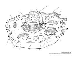 Animal cells are common names for eukaryotic cells that make up animal tissue. Cell Organelles Diagram Quizlet