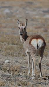 By animal names we mean baby names inspired by the kingdom of animals. Goa Antelope Wikipedia