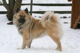 Check spelling or type a new query. Eurasier Dog Breed Information American Kennel Club Eurasier Eurasier Dog Akc Breeds