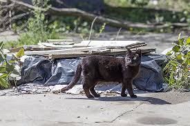 Some cats' instincts kick in quickly and. Feral Cats Tnr Paws Chicago