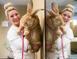 The origins of the flemish giant breed are somewhat uncertain, but the breed was. Now That S A Bunny Pnut An 18 Pound Continental Giant Rabbit Turns Headsnow That S A Bunny Pnut An 18 Pound Continental Giant Rabbit Turns Heads Ottawa Sun