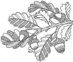 Squirrels, deer and chipmunks like to eat acorns in the fall. Pin On Cool Things To Draw