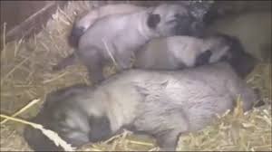 Yeni Dogmus Kangal Yavrulari Izlesene Com