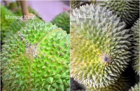 Minggu, 31 mei 2020 06:38. Waryo Durian Ciri Ciri Durian Musangking Yang Asli