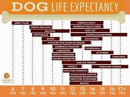 life expectancy of dogs how long will my dog live dogs