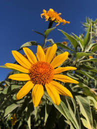 Image result for Tithonia diversifolia