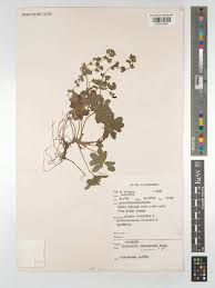 Image result for Alchemilla ellenbeckii