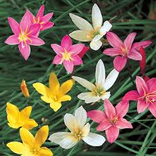 Image result for Zephyranthes candida