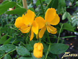 Image result for Senna floribunda