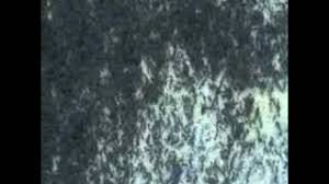 The cornmeal is granular and easy for an ant to carry home. Corn Meal And Ants Youtube