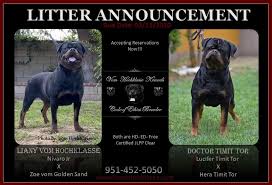 This is the price you can expect to pay for the rottweiler breed without breeding rights. Serbian Rottweiler Pups Rottweiler Breeders Rottweiler Puppies Rottweiler Puppies For Sale
