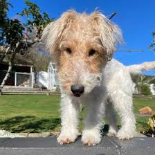 Jadana-lee Thurlow (jadanathurlow)