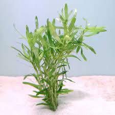 Image result for Heteranthera