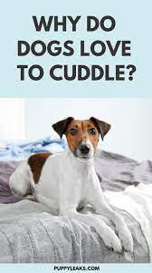 Why Do Dogs Like To Cuddle Puppy Leaks