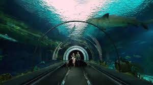 Seaworld san diego is operating as a theme park. 5 Amazing Things To Do At Seaworld San Diego