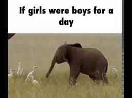 If Girls Were Boys For A Day Youtube In 2020 Funny Elephant Elephant Cute Elephant