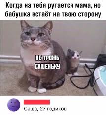 pin ot polzovatelya aleksandr na doske yumor smeshnye memy veselye memy smeshnye shutki