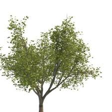 However, the species is remarkably adaptable, and has thrived when planted in many other parts of the province. Manitoba Maple Green Tree Free 3d Model Max 123free3dmodels