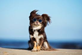 Find long haired miniature chihuahua stock video, 4k footage, and other hd footage from istock. 300 Popular And Best Chihuahua Name Ideas