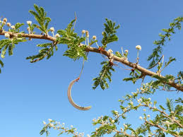 Image result for Acacia gerrardii