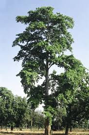 Image result for Corynanthe