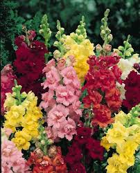 Snapdragons Madame Butterfly Annual Flower Seeds Annual Flowers Flower Seeds Deer Resistant Garden