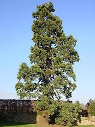 The senator was one of the oldest and biggest bald cypress trees in the world with an estimated age of 3,500 years. 20 Tallest Trees In The World Heightpedia