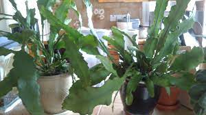 Christmas cacti, which belongs to the genus schlumbergera, is a popular. Growing Orchid Cactus Peacock S Tail Or Epiphylum With Photos Hubpages