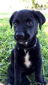 Aussiedor Black Puppy Black Dogs Breeds Labrador Retriever Lab Mix Puppies