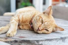 An eye ointment may be prescribed as well, and medications to help control the nasal congestion and discharge may also be prescribed. The Common Signs Of Respiratory Infections In Cats Cole Marmalade