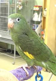 Check spelling or type a new query. 10 Pet Canary Winged Parakeets Ideas Parakeet Canary Pet Birds