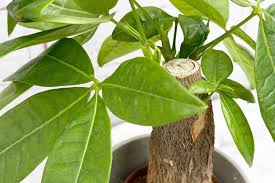 Image result for Pachira