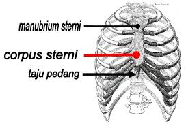 Pengertian Tulang Dada Fungsi Proses Ciri Dan Anatomi