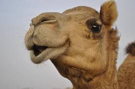 Camels have lived in some of the most desolate corners of our planet, and not only do they live, they thrive. Why Humans Caught The Common Cold The Answer Is Camels Lifestyle News India Tv