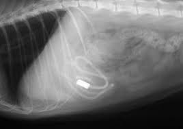 Feline X Rays Animal Hospital X Ray Radiographer