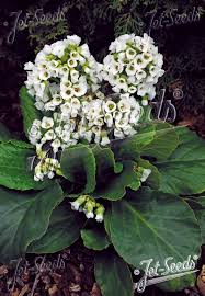 Image result for Bergia salaria