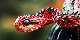 Image result for snake
