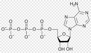 Check spelling or type a new query. Chemische Formel Von Adenosintriphosphat Adenosindiphosphat Adenosinmonophosphat Atp Synthase Dna Cytosin 5 Methyltransferase 3a Adenosin Adenosindiphosphat Png Pngegg