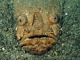 Stargazer Fish Will Haunt You Deep Sea Creatures Funny Looking Animals Sea Creatures