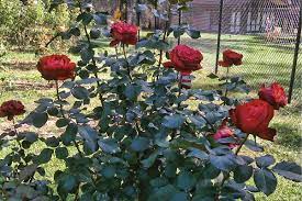 Although hybrid tea roses are some of the more finicky roses on the market, they can be truly rewarding. Finding Lower Maintenance Easy Tea Hybrid Tea Roses