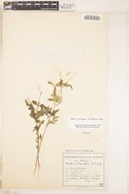 Image result for Pegolettia senegalensis