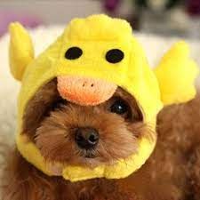Robot Check Pet Costumes Cat Colors Dog Hat