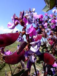 Image result for Dolichos sericeus