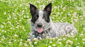 Adopt jax a gray / blue / silver / salt & pepper australian cattle dog / mixed dog in. Texas Heeler 14 Facts You Never Knew About The Texas Cattle Dog All Things Dogs All Things Dogs